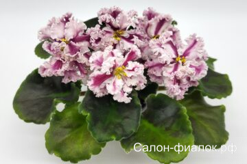 7 Сестёр химера (пасынок)