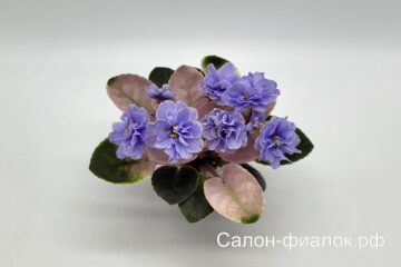 Scales мини